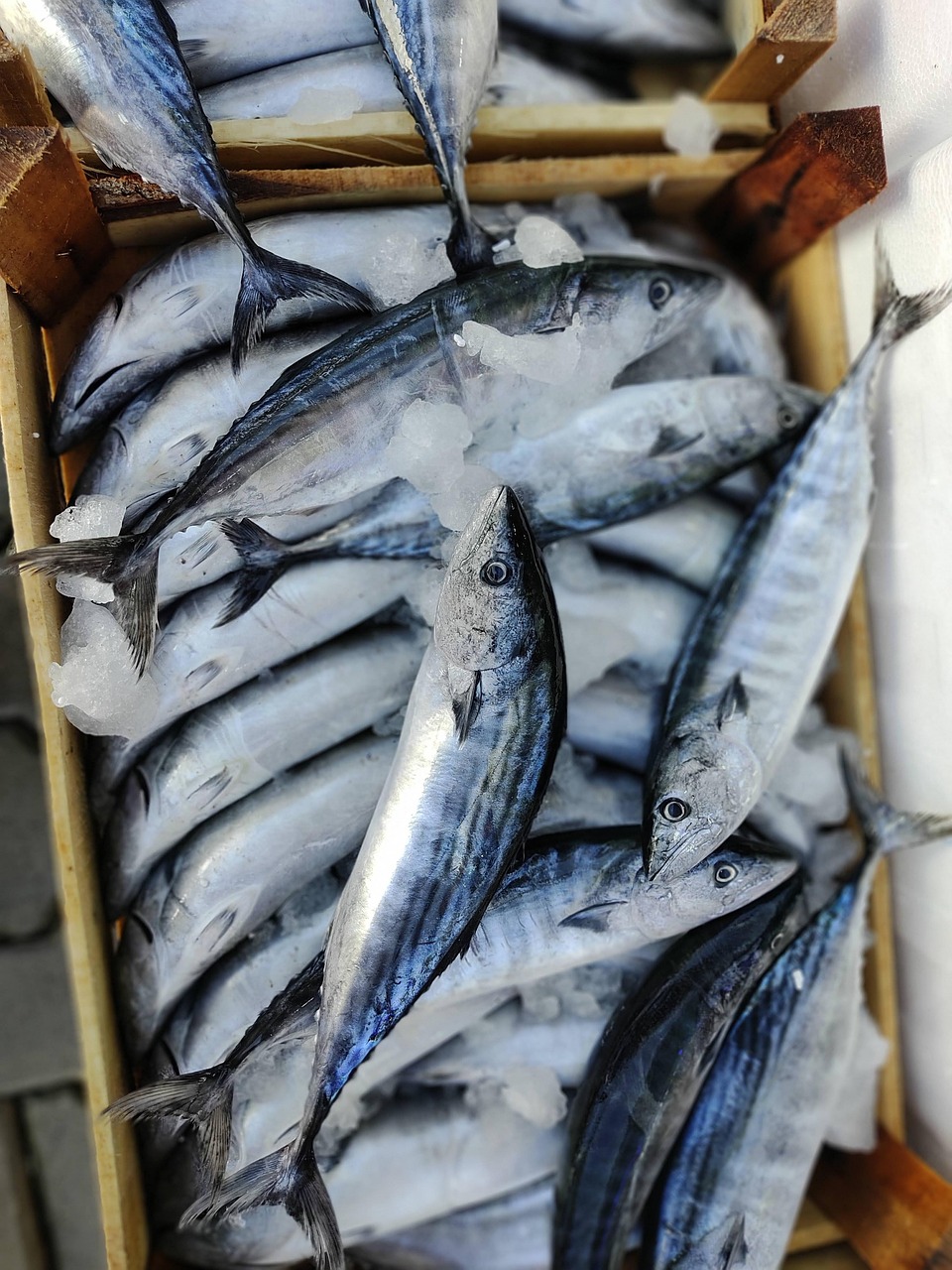 fish, seafood, nature, fishing, scales, fisherman