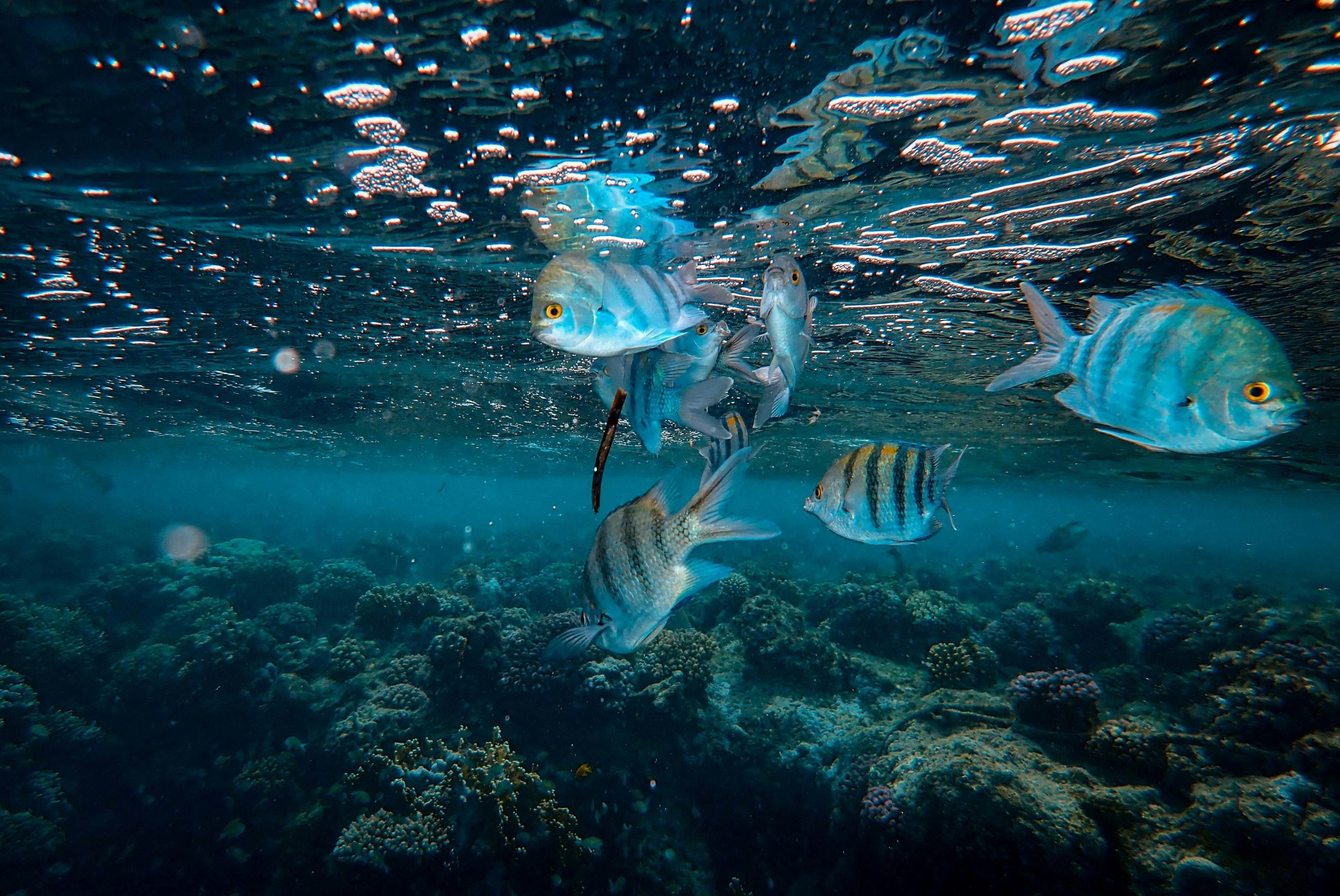 A vibrant underwater photograph showcasing colorful fish swimming near coral reefs.